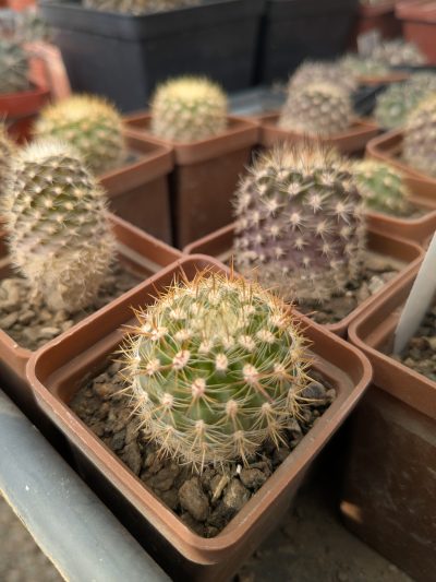 Neoporteria intermedia (KK187) MG1031.25