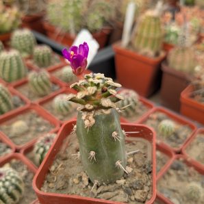 Mammillaria bertholdii