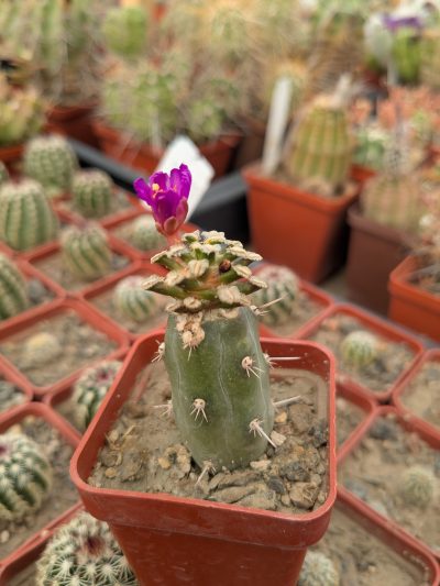 Mammillaria bertholdii