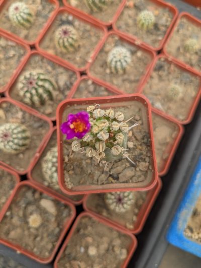 Mammillaria bertholdii - Зображення 2