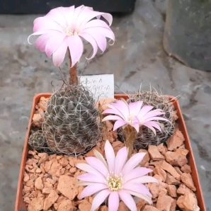 Lobivia wrightiana R 396