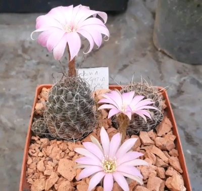 Lobivia wrightiana R 396