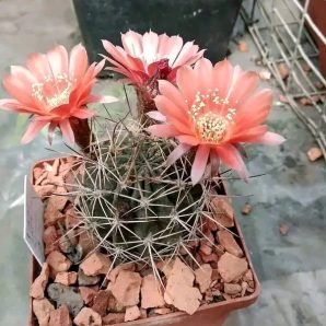 Lobivia lateritia R 78