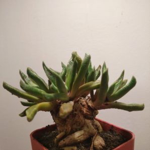 Nananthus vittatus