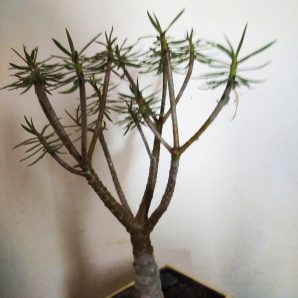 Euphorbia balsamifera