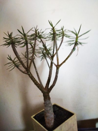 Euphorbia balsamifera