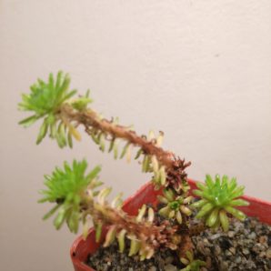 Sedum multiceps