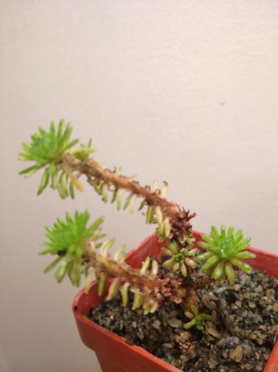 Sedum multiceps