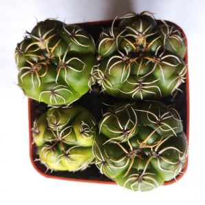 Gymnocalycium monvillei, весь горщик