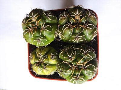 Gymnocalycium monvillei, весь горщик