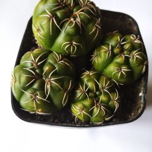 Gymnocalycium monvillei, весь горщик