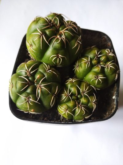 Gymnocalycium monvillei, весь горщик