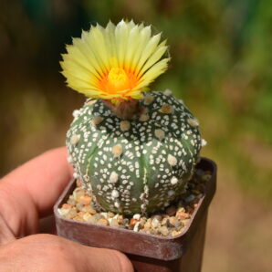 Astrophytum Super Kabuto