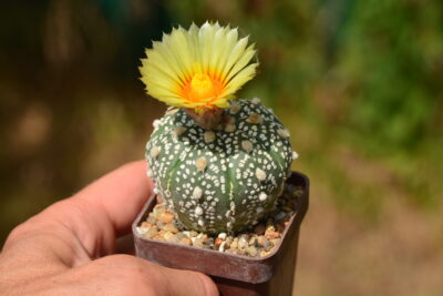 Astrophytum Super Kabuto
