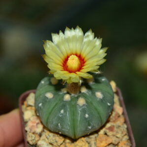 Astrophytum asterias cv. Ooibo f. nudum.