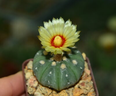 Astrophytum asterias cv. Ooibo f. nudum.