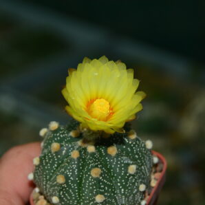 Astrophytum hybrid