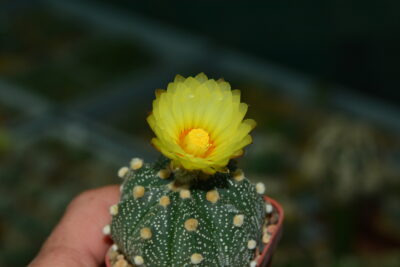 Astrophytum hybrid