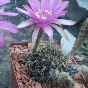 Lobivia cardenasiana R 498