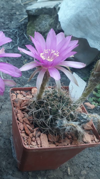 Lobivia cardenasiana R 498