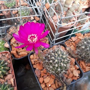 Lobivia cardenasiana HV B 0103