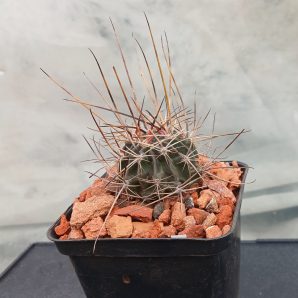 Lobivia pugionacantha DJF 449