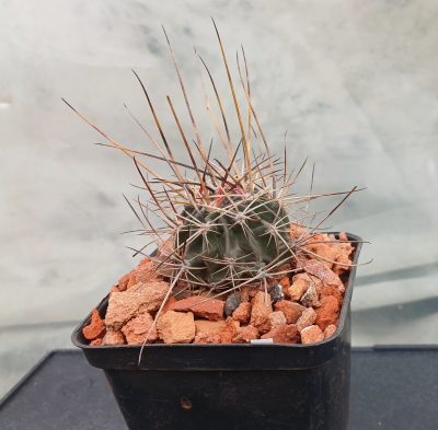 Lobivia pugionacantha DJF 449