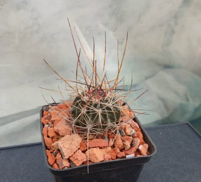 Lobivia pugionacantha DJF 449 - Зображення 2