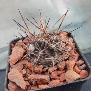 Lobivia pugionacantha DJF 449