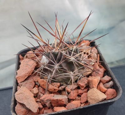 Lobivia pugionacantha DJF 449
