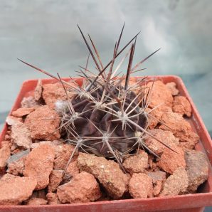 Lobivia pugionacantha DJF 449