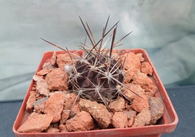 Lobivia pugionacantha DJF 449