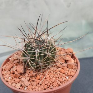 Lobivia pugionacantha DJF 449
