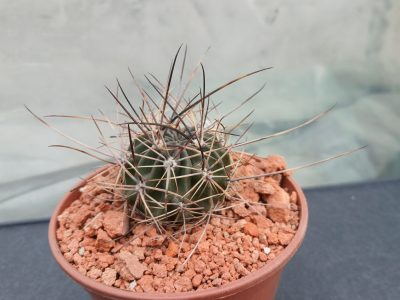 Lobivia pugionacantha DJF 449