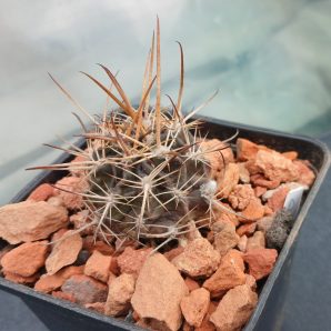 Lobivia pugionacantha DJF 449