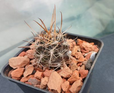 Lobivia pugionacantha DJF 449
