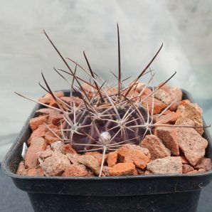 Lobivia pugionacantha DJF 449.