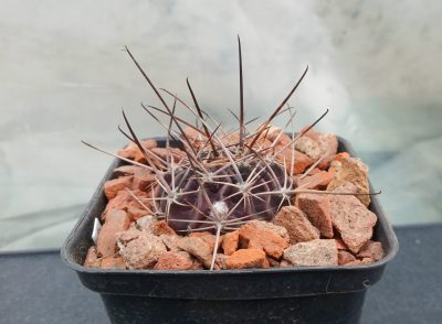 Lobivia pugionacantha DJF 449.