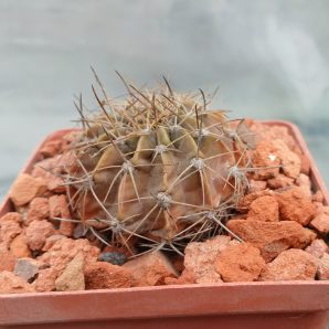 Lobivia cardenasiana HV B 0103