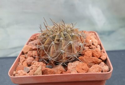 Lobivia cardenasiana HV B 0103