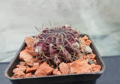 Lobivia cardenasiana HV B 0103 - Зображення 2
