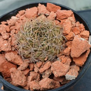Lobivia cinnabarina JK 70