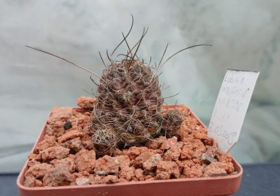 Lobivia wrightiana R 396 - Зображення 2