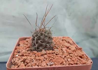 Lobivia wrightiana R 396 - Зображення 2