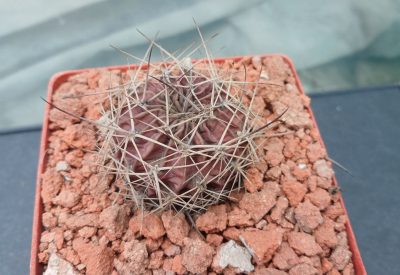 Lobivia lateritia R 78 - Зображення 3