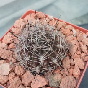 Lobivia lateritia R 78.