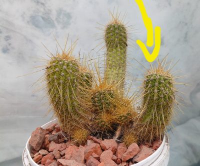 Lobivia huascha v.rubriflora R 153 - Зображення 3
