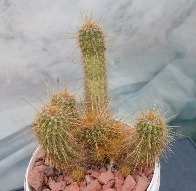 Lobivia huascha v.rubriflora R 153 - Зображення 2