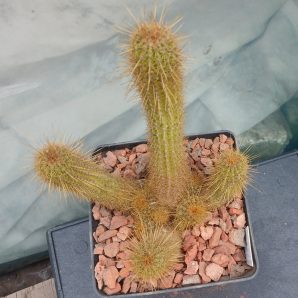 Lobivia huascha v.rubriflora R 153