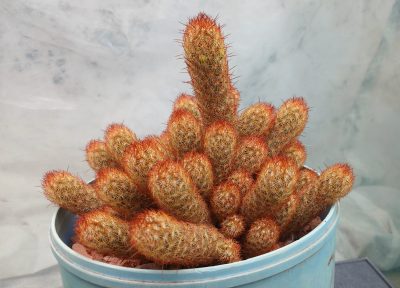 Mammillaria elongata - Зображення 2